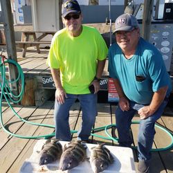 Two sheepshead fish caught while fishing in TX