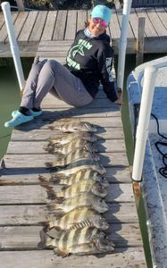 Sheepshead fish caught in Port Isabel