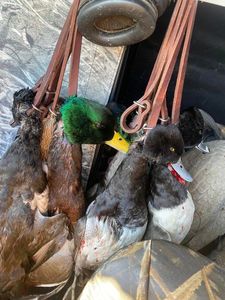 Scenic landscape in OH, fishing and hunting