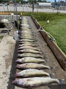 Large catch of walleye fish displayed on cleaning station at Port Clinton OH marina