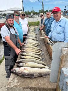 Fresh caught walleye displayed on cleaning station at Port Clinton OH marina dock