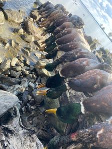 Scenic view of the harbor in Port Clinton, Ohio