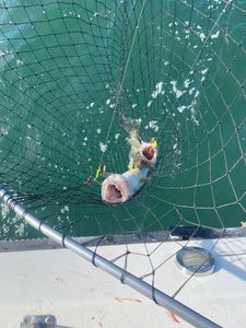 1 fish caught while fishing in Port Clinton