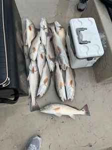 Seven redfish caught in Rockport TX laid out on boat deck with cooler