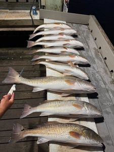 Multiple redfish and grass carp lined up on wooden dock in Rockport TX after successful fishing trip