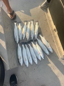 Fresh caught speckled trout and squeteague laid out on boat deck in Rockport TX