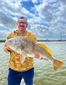 Giant Black Drum!