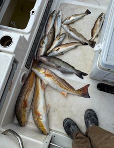 6 redfish, blue catfish, and spotted weakfish in Hitchcock, during fishing tours