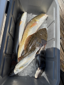 Nice mixed bag of redfish and black drum using deep sea jigging techniques!