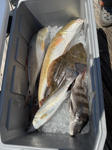 Nice mix of redfish and black drum using jigging and drift fishing techniques!