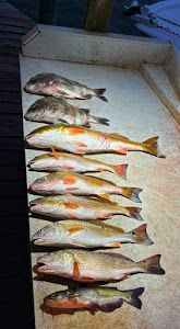 Seven fish caught in Hitchcock, Texas during a fishing tour