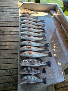 Six fish caught during a fishing tour in TX