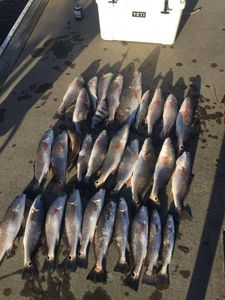 14 sea trout and redfish caught in Holmes Beach, Florida