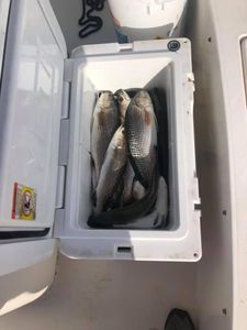 Icebox Full of Keeper Reds