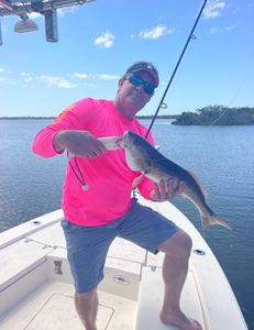 Perfect catch in Anna Maria waters