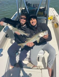 Two Snook and Spotted Weakfish fish catch at Holmes Beach