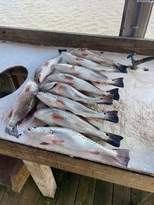 Five Redfish and Spotted Weakfish caught in Holmes Beach