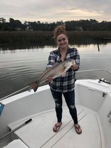 Redfish, 20 inch fish caught while fishing in Holmes Beach