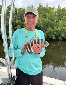 Sheepshead fish caught in Holmes Beach
