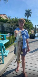 Snook, a 30-inch fish, caught in Holmes Beach