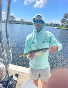A lone Snook, a 17-inch fish, caught in Holmes Beach