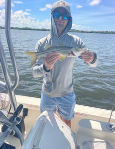 Snook fish caught by angler in Holmes Beach