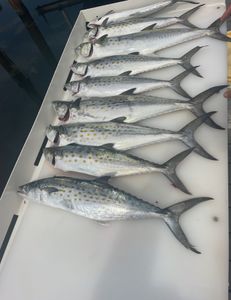 6 Spanish Mackerel fish caught in FL