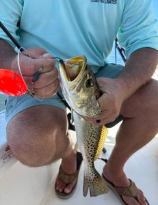 Spotted weakfish caught in Holmes Beach