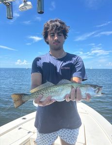 Spotted weakfish, 29 inches, caught while fishing in Holmes Beach