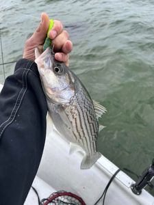 Striper bite is on! 🎣🐟 #StripedBass