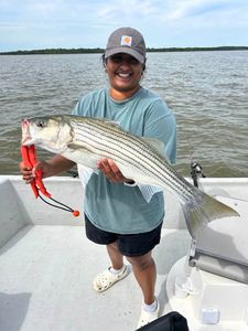 Striped bass trophy! 🎣 #StripedBass