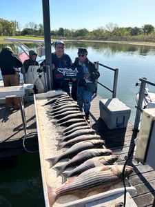 Striped bass haul! 🎣 