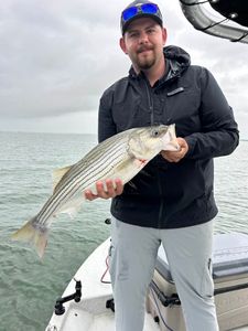 Striped bass success! 🎣 