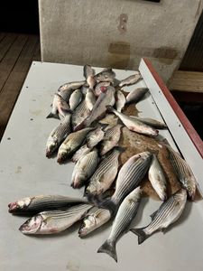 Night's striped bass haul! 🎣🌙 #StripedBass