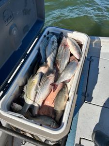 6 white bass and striped bass caught while fishing in Oklahoma