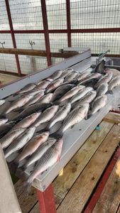 Two striped bass caught fishing in Madill