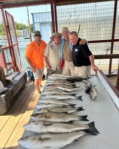 4 striped bass caught by 4 people in Madill