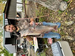 A blue catfish in the waters of OK