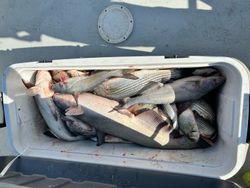 Three blue catfish and hardhead sea catfish caught while fishing in OK