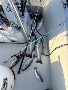 A day's catch and the gear that landed it.