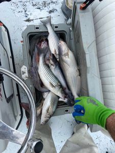 4 blue catfish, striped bass, and white bass caught while fishing in OK