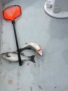 Two fishing rods in Madill