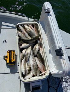 A person fishing in the OK location