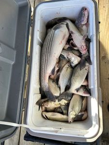 3 striped bass and white bass in OK