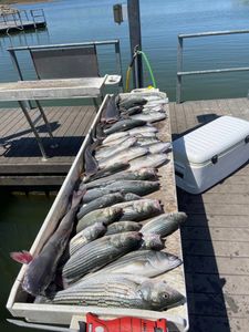 Two striped bass caught while fishing in Madill