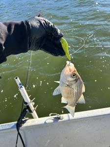 Photograph of a white bass in Madill
