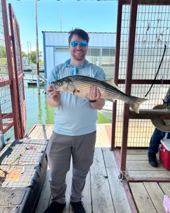 A photo of a massive Wiper (Hybrid striped bass) fish caught in OK