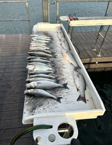 Striped bass fishing in OK
