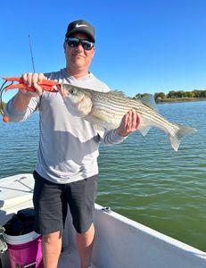 Striped Bass caught in OK