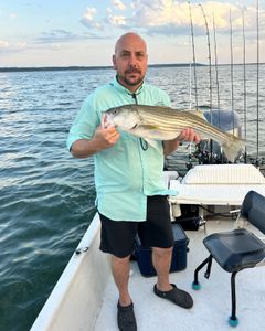 Photograph of a striped bass caught while fishing in OK